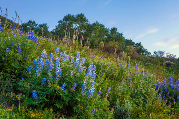 lupines na empresa crested butte - wildflower flower colorado lupine - fotografias e filmes do acervo