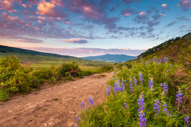 trilha através de flores silvestres em crested butte - wildflower flower colorado lupine - fotografias e filmes do acervo