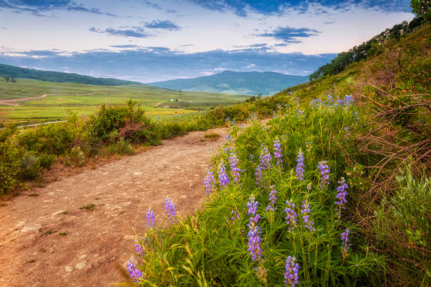 istock Trail through Wildflowers in Crested Butte 1458675386