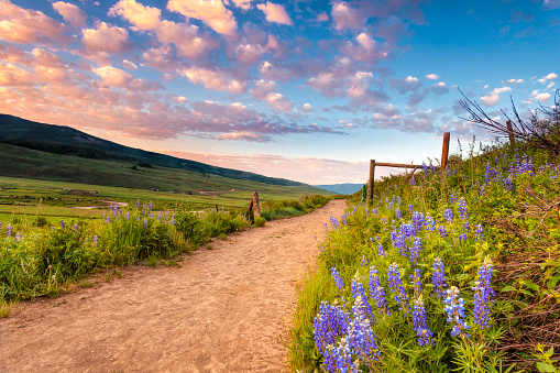 Wildflower trail in Colorado