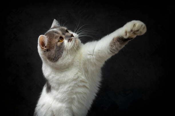 istock White Tabby cat is using his hands to grab food. Scottish fold kitten looking something on black background.Hungry white cat with copy space. 1458676811