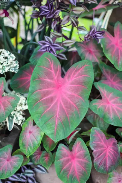 Caladium bicolor (araceae) flower leaf plant with heart shaped pink vein  and green patterns growing in pot nature view garden background