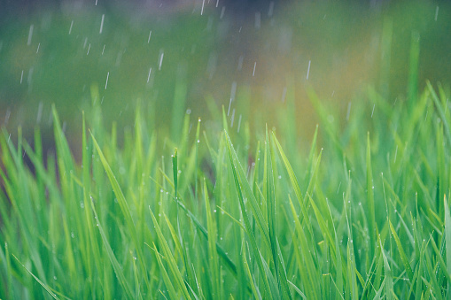Rain pouring on green grass in the daylight.