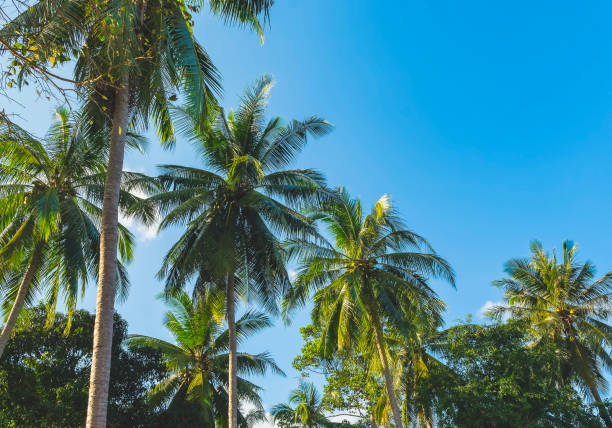 istock Tropical palm trees against blue sky background 1458678452