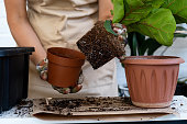 Transplanting a home plant Ficus lyrata into a new pot. A woman plants in a new soil. Caring and reproduction for a potted plant, hands close-up