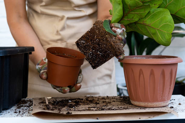 przesadzanie rośliny domowej ficus lyrata do nowej doniczki. kobieta sadzi w nowej glebie. pielęgnacja i rozmnażanie rośliny doniczkowej, zbliżenia rąk - sadzić rośliny do doniczek zdjęcia i obrazy z banku zdjęć