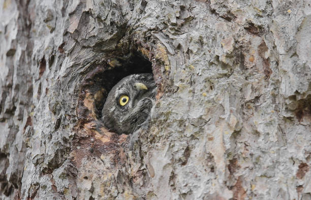 istock The Eurasian pygmy owl (Glacidium passerinum) 1458680337