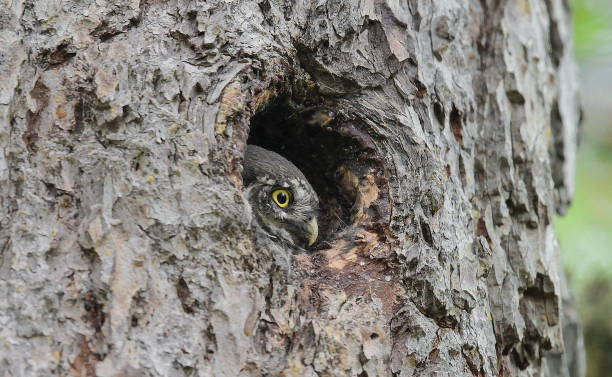 istock The Eurasian pygmy owl (Glacidium passerinum) 1458680341