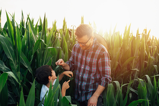 father and son outdoor on corn field