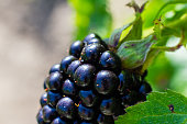 Ripe juicy blackberries close-up. Plant branch in home countryside eco garden