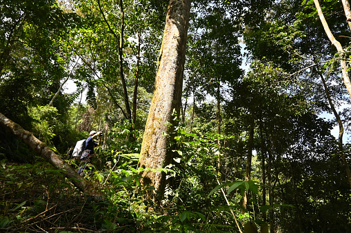 Young researcher observes birds in the rain forest of Aceh for research needs