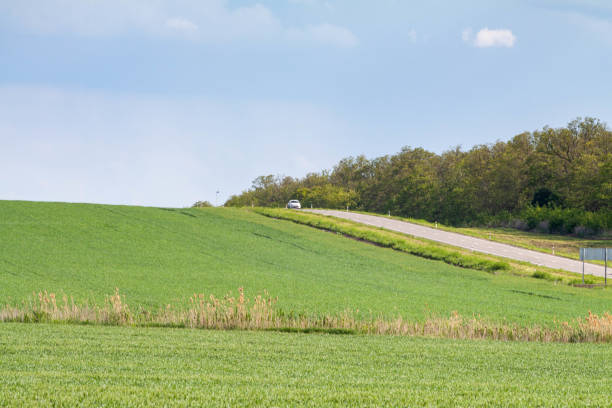 istock Lonely tree standing in a green field 1458684482