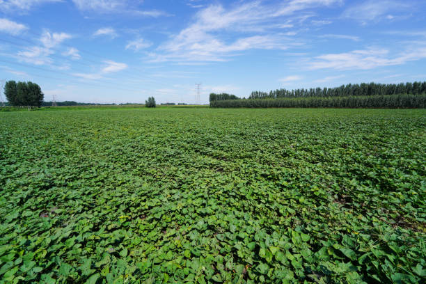 istock Sweet potatoes grow in the fields 1458684945