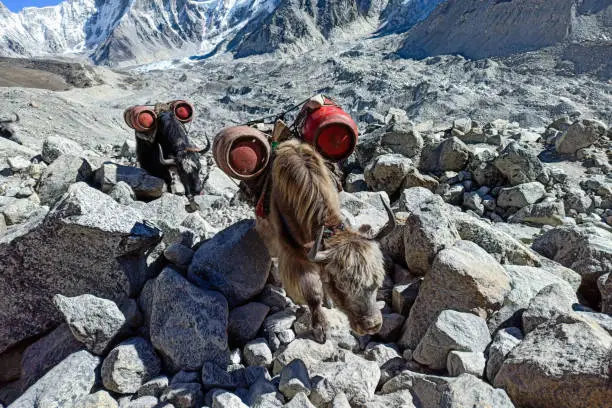 Yaks is the only way to carry goods and gas up to Everest Base camp. Yaks carrying empty gas cylinders from Gorakshep.
