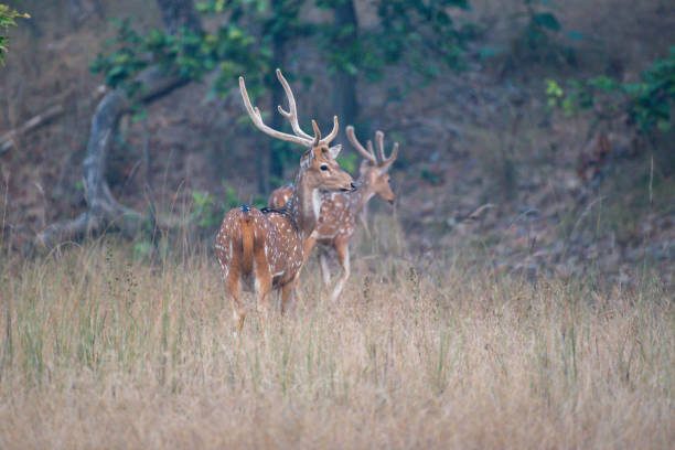 istock Spotted male Deer with use of selective focus 1458686822