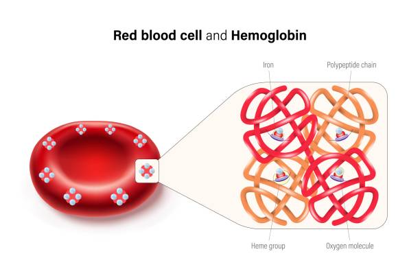 ilustrações, clipart, desenhos animados e ícones de glóbulos vermelhos e vetor de hemoglobina. grupos hemes e subunidades, átomos de ferro e molécula de oxigênio. - célula alfa