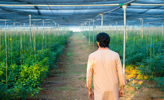 rear view shot of farmer checking greenhouse plantation - concept of agronomy, small business and modern agriculture or farming.