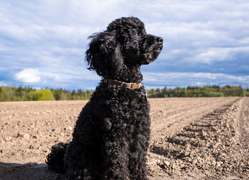 A black toy poodle in a field against a sandy field and a blue sky. Pet in nature. Cute dog like a toy. High quality photo