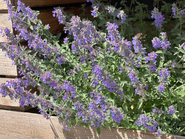 Decorative floral violet plant flowers catmint Nepeta faassenii and Faassen's catnip in garden. Decorative floral violet plant flowers catmint Nepeta faassenii and Faassen's catnip in garden. nepeta faassenii stock pictures, royalty-free photos & images