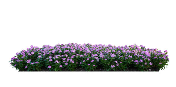 istock Long shape pink flower bush, Periwinkle flower isolated on white background 1458689440