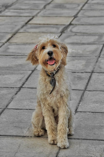 istock Cute dog posing for a photo 1458691051