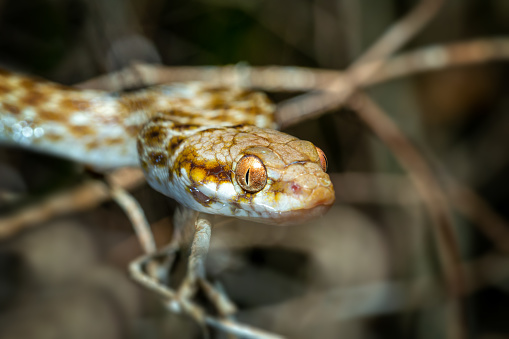 Cat-eyed Snake, Madagascarophis colubrinus is a species of snake of the family Pseudoxyrhophiidae, nocturnal snake, Kirindy Forest, Madagascar wildlife animal