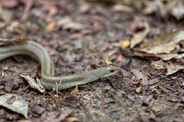 istock Blonde hognose snake (Leioheterodon modestus), Bemaraha Tsingy, Madagascar 1458691337