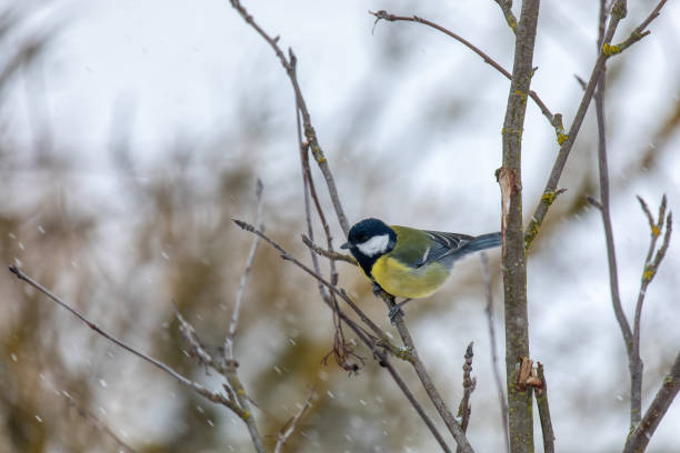 istock beautiful small bird great tit in winter 1458691353