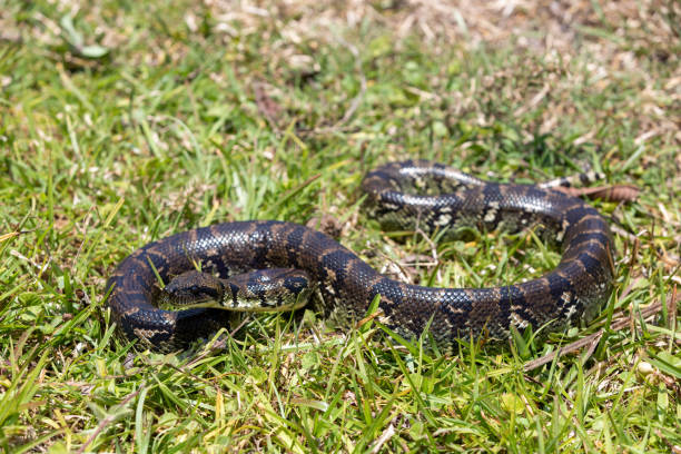 Malagasy Tree Boa, (Sanzinia Madagascariensis), Ranomafana National Park, Madagascar Sanzinia madagascariensis, also known as the Malagasy tree boa or Madagascar tree boa, big non venomous endemic strangler snake. Ranomafana National Park. Madagascar wildlife animal. national express stock pictures, royalty-free photos & images