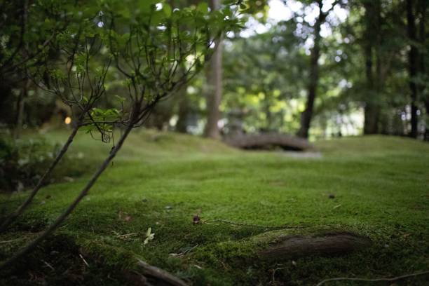 istock Miniature moss garden on-level POV 1458692571