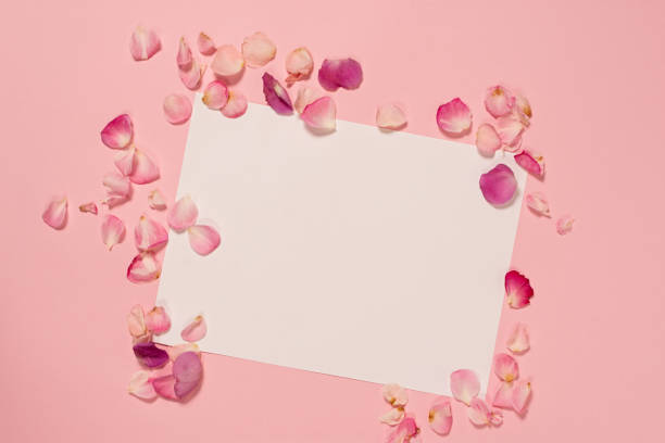 Rose petals flat layout. stock photo