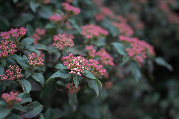 Pink flowers lat. Viburnum tinus close-up. Pink flowers lat. Viburnum tinus close-up. Beautiful authentic natural background. Pastel green and purple shades. Cultivation of ornamental shrubs in parks and gardens. Blooms in spring in the park viburnum stock pictures, royalty-free photos & images