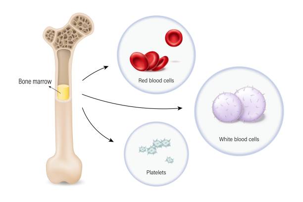 ilustraciones, imágenes clip art, dibujos animados e iconos de stock de médula ósea, la fuente de glóbulos rojos, glóbulos blancos y plaquetas. eritrocitos. leucocitos. - human white blood cell