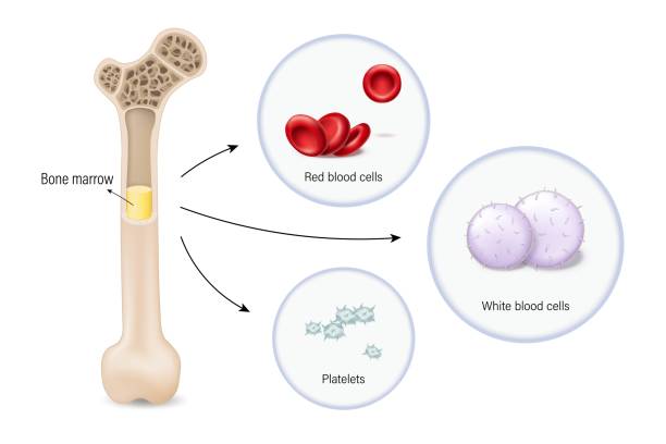 Bone marrow, the source of red blood cells, white blood cells, and platelets. Erythrocytes. Leukocytes. Bone marrow, the source of red blood cells, white blood cells, and platelets. Erythrocytes. Leukocytes. stem research stock illustrations