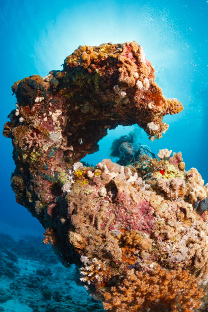 istock Underwater  Scuba diver explore and enjoy  Coral reef  Sea life 1458703686