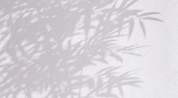 istock Beautiful soft natural dappled light of foliage tropical bamboo tree, leaf shadow on blank white stucco wall 1458704477