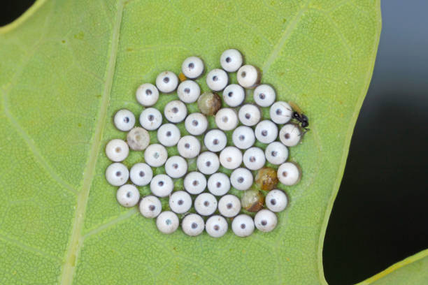 istock An adult Green vegetable bug egg parasitoid Trissolcus sp. (Hymenoptera: Platygasteridae) after emergence and eggs of the bug (Hemiptera: Pentatomidae) 1458706873