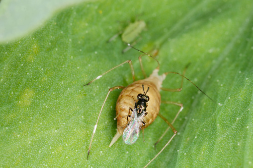 The pea aphid Acyrthosiphon pisum parasitized by Braconidae (Hymenoptera) a family of parasitoid wasps