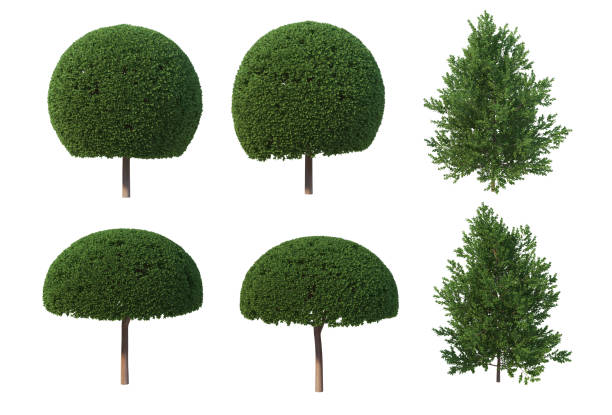 istock 3d render Pine garden decoration on a white background 1458706995