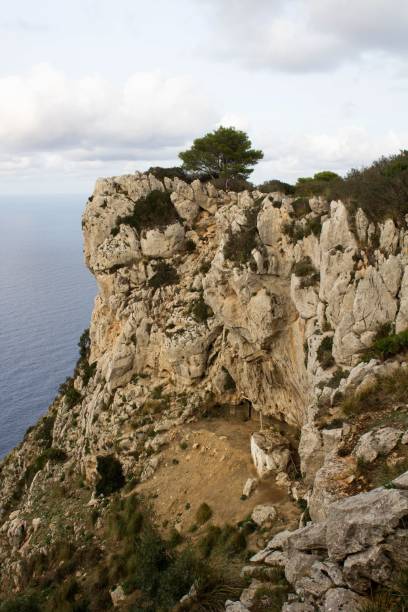 istock lonely tree in with the sea in the background 1458710623