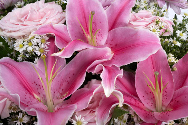 istock Bucket pink flower 1458712594