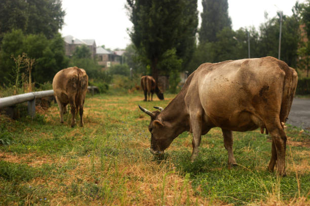 istock Cows graze on a grassy field at sunset in the summer 1458713564