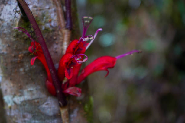 Group of tropical epiphytic wildflower vines of lipstick plant species or lipstick plant (Aeschynanthus) with host tree trunk from the side.