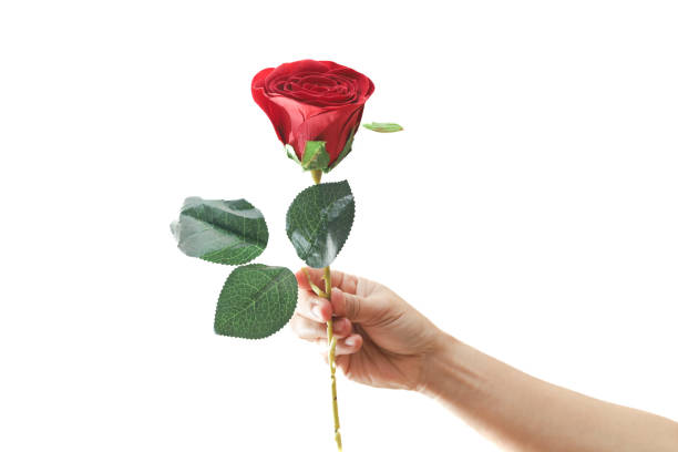 istock a red rose blooms on a white background.  valentines day concept 1458716800