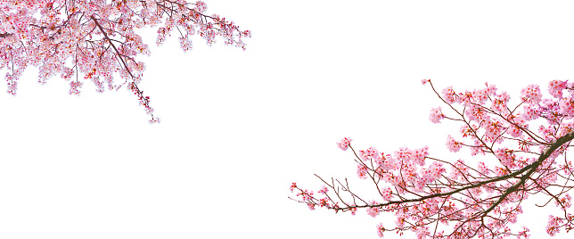 Sakura (flor de cerezo) floreciendo en la temporada de primavera aislada sobre fondo blanco. photo