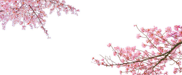 sakura (flor de cerezo) floreciendo en la temporada de primavera aislada sobre fondo blanco. - sakura fotografías e imágenes de stock