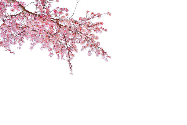 istock Pink cherry blossom in spring season isolated on white background. 1458717441