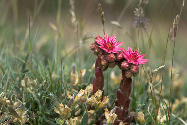 istock Mountain flowers and plants 1458717549