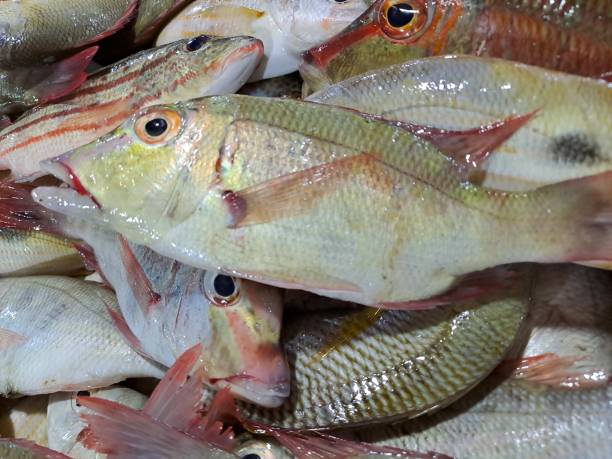istock Fresh Lethrinus lentjan or Pink ear emperor fish on market. 1458717580