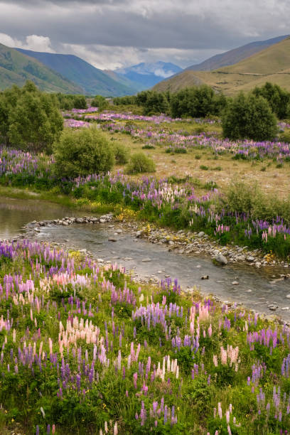 Lupin fields by Ahuriri river in New Zealand Fields of colourful lupins lining the banks of the Ahuriri river near Omarama in the South Island of New Zealand omarama stock pictures, royalty-free photos & images
